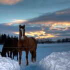 Pferde im Schnee