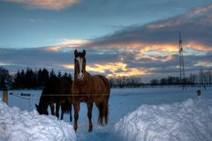 Pferde im Schnee