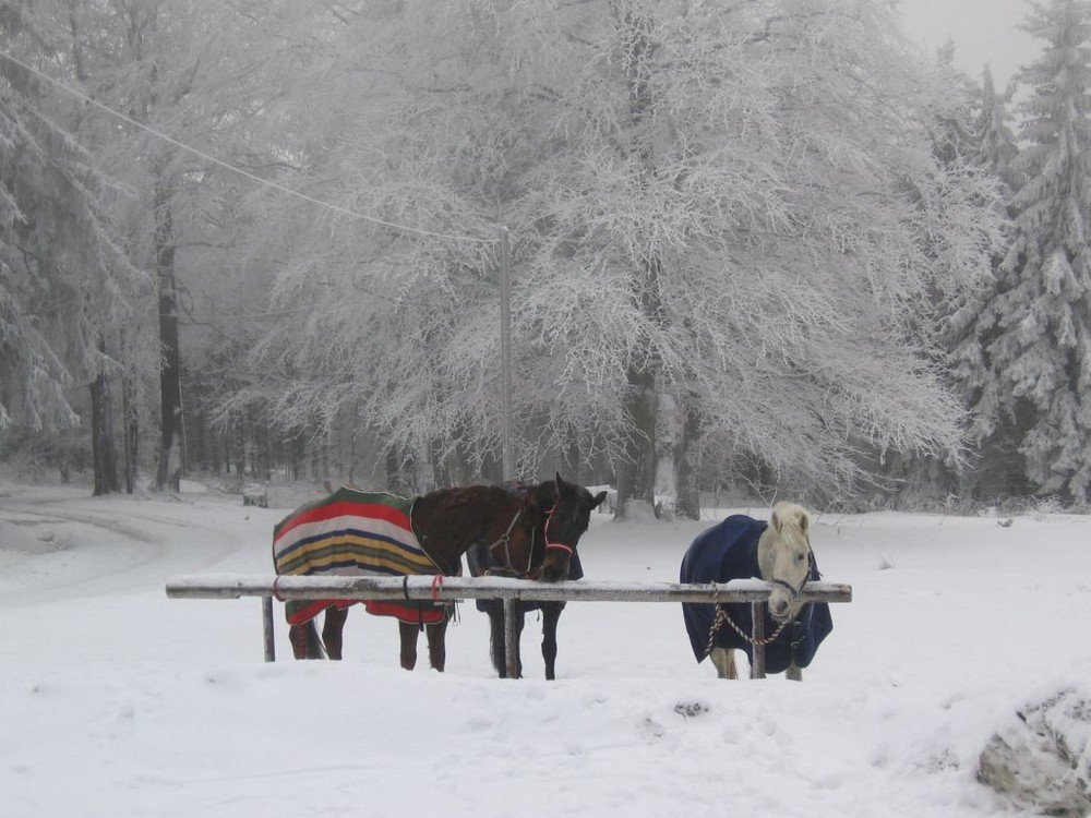 Pferde im Schnee