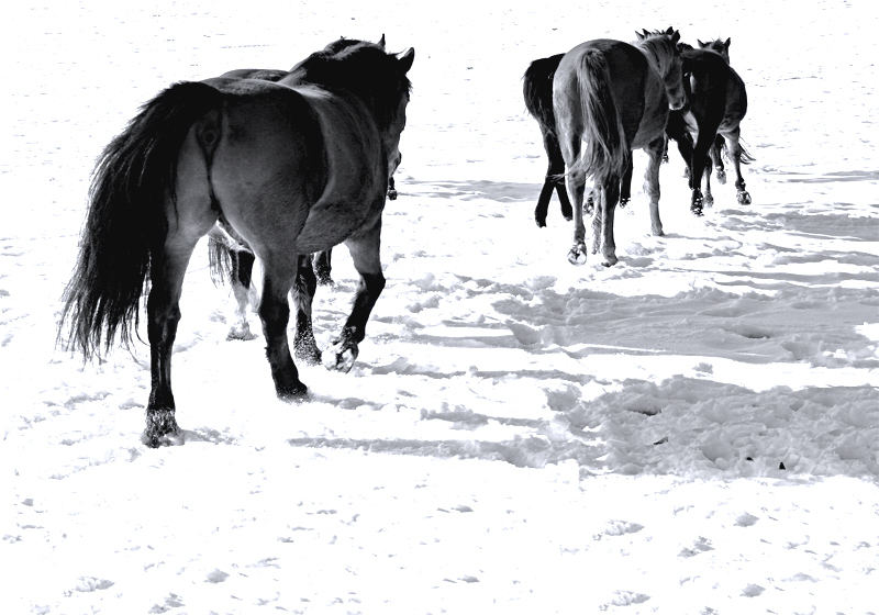 Pferde im Schnee