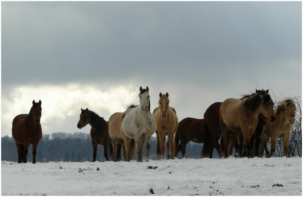 Pferde im Schnee