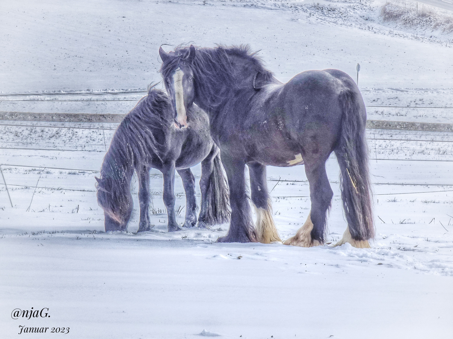 Pferde im Schnee 