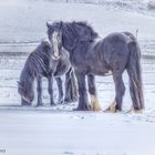 Pferde im Schnee 
