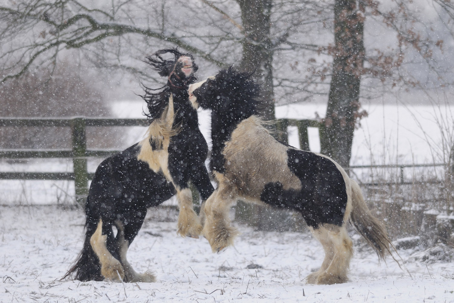 Pferde im Schnee