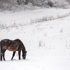 Pferde im Schnee