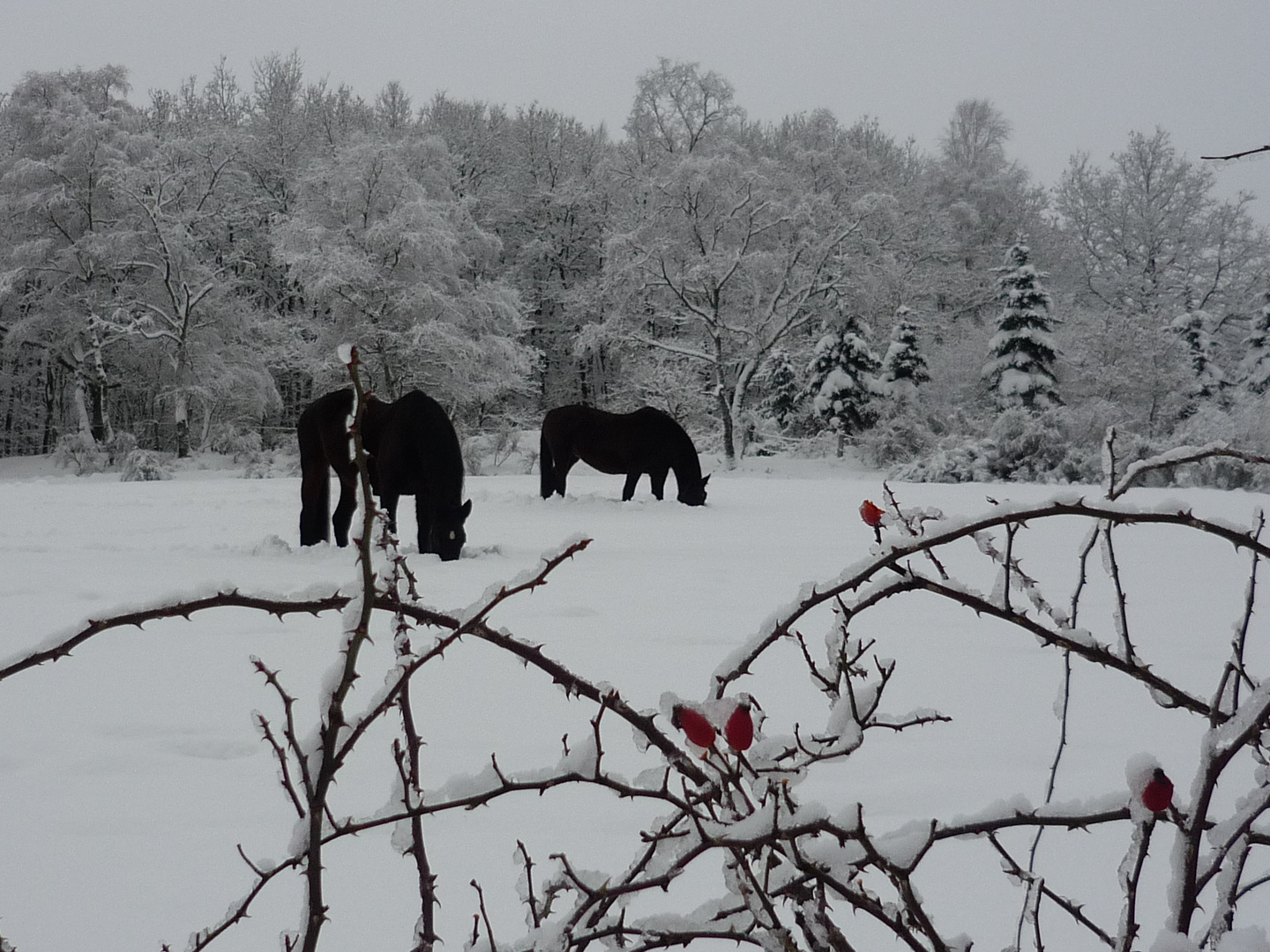 Pferde im Schnee