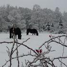 Pferde im Schnee