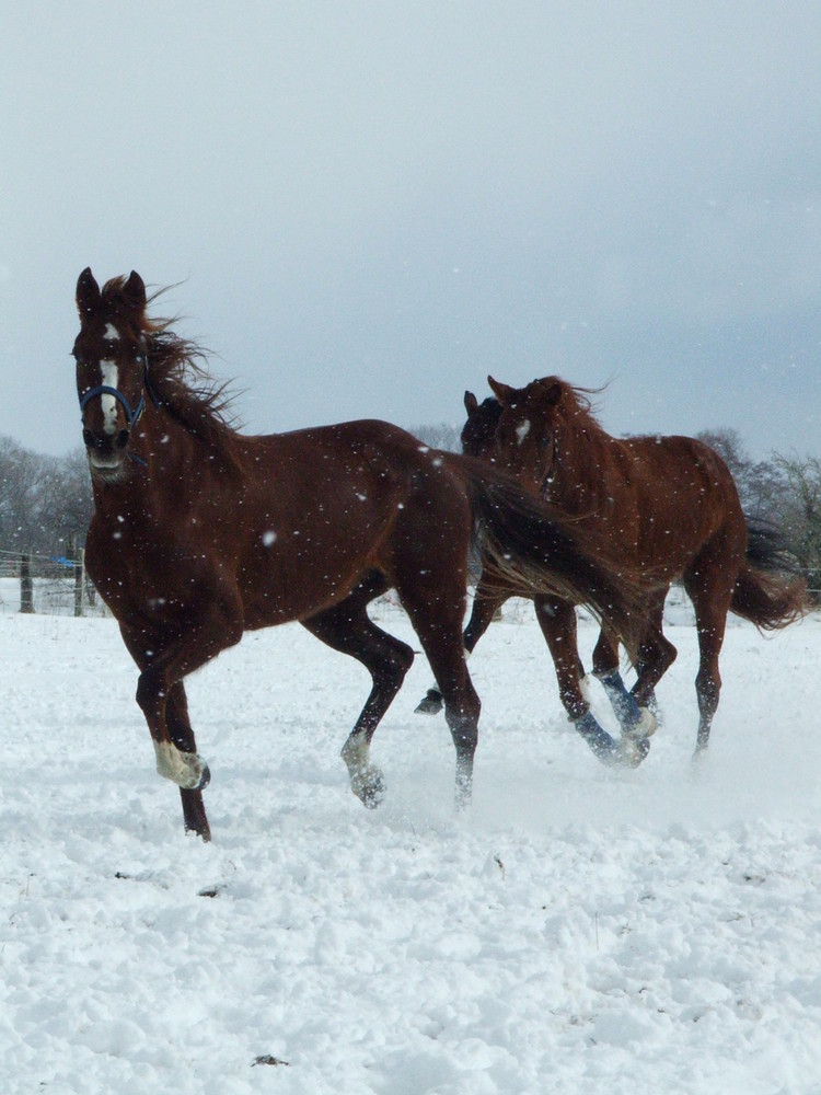 Pferde im Schnee