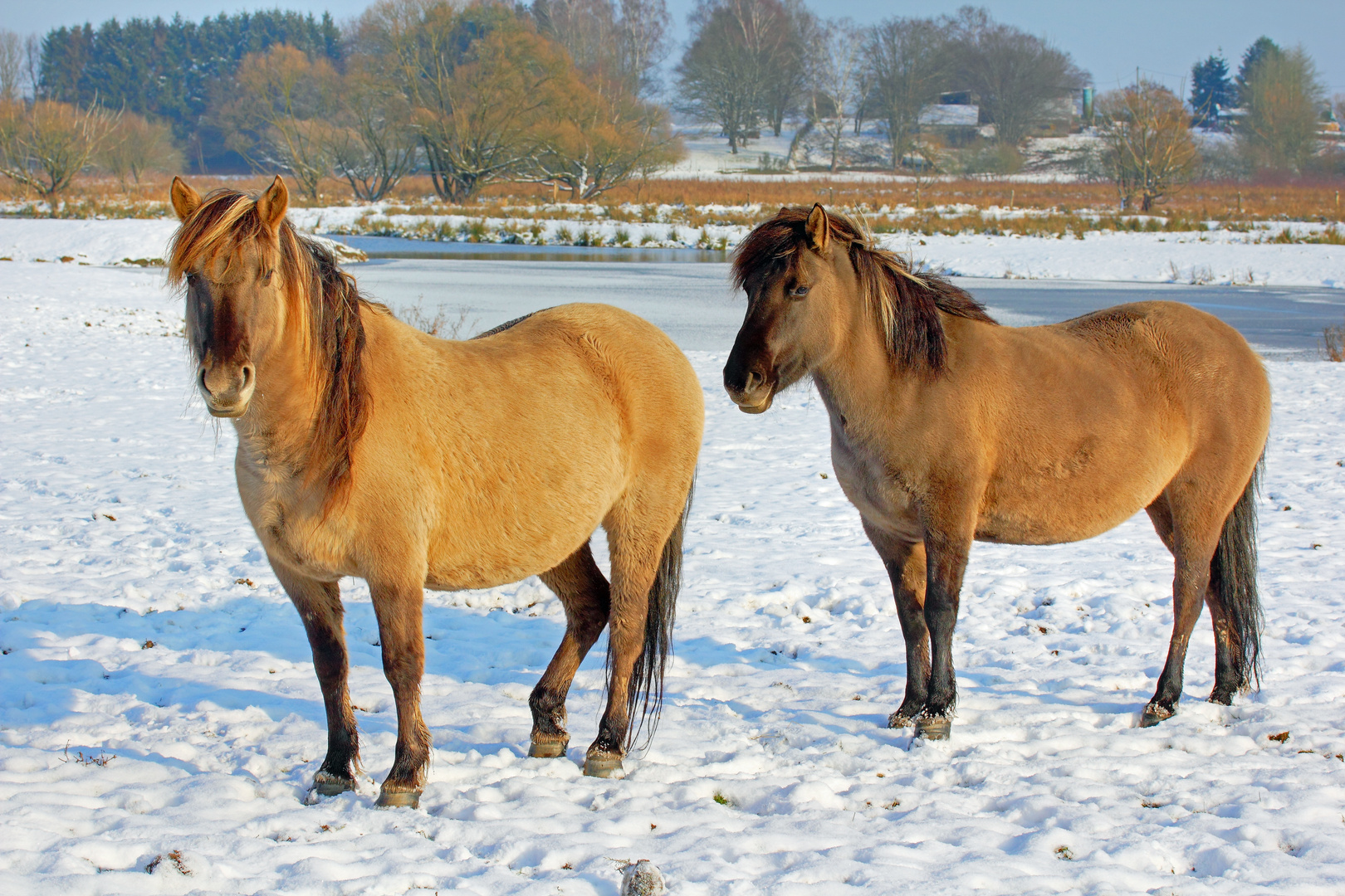 Pferde im Schnee