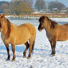 Pferde im Schnee