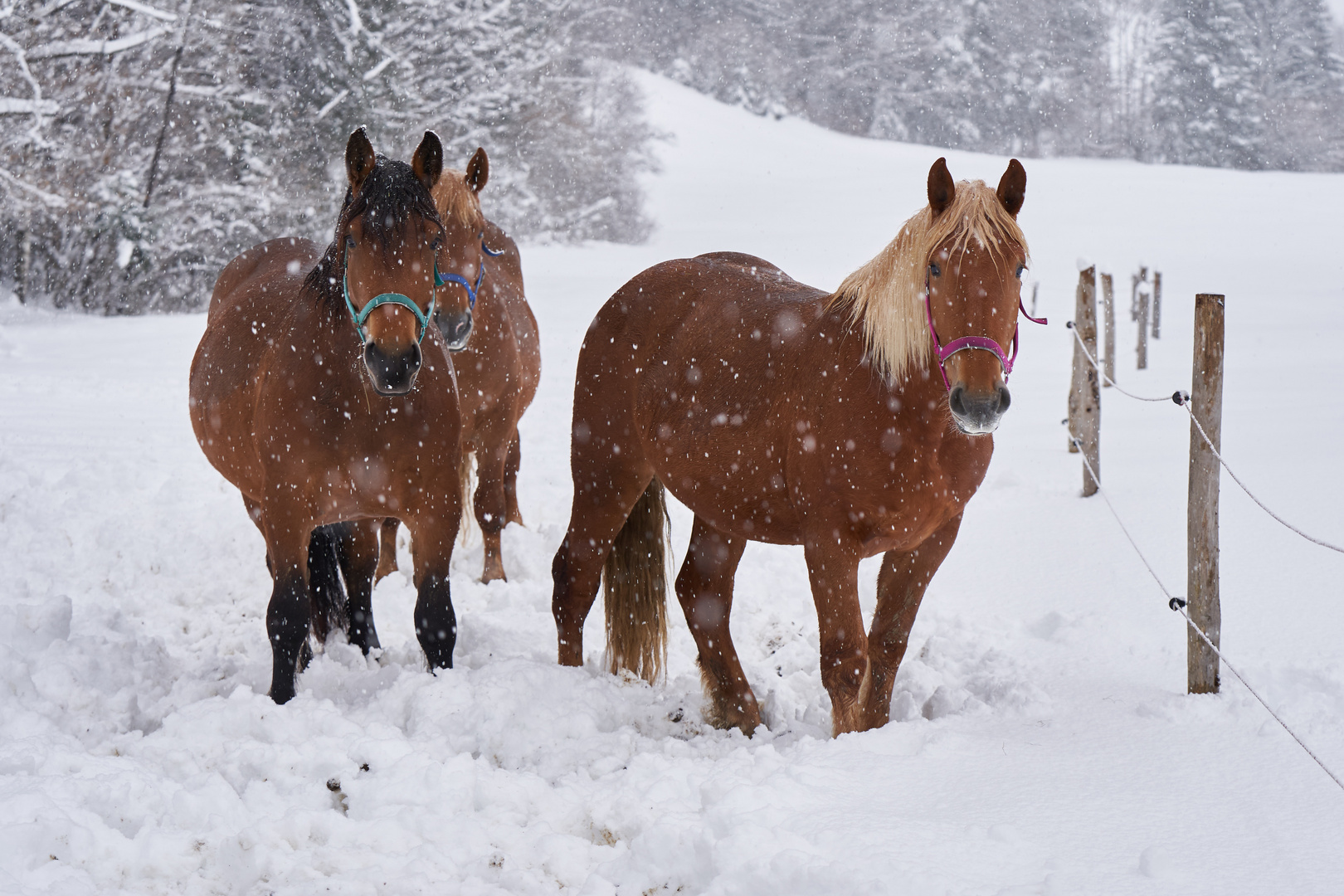 Pferde im Schnee II