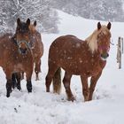 Pferde im Schnee II