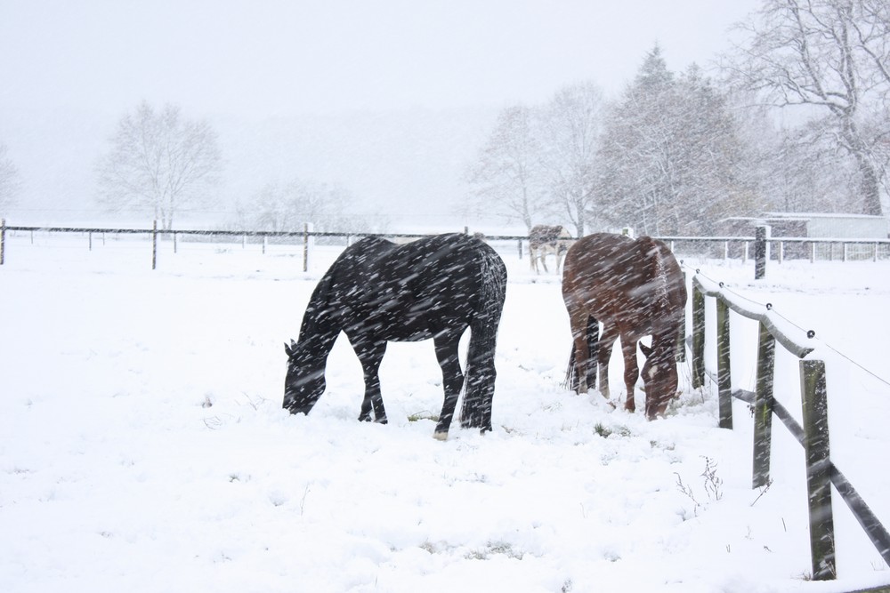 Pferde im Schneesurm