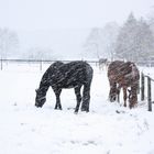 Pferde im Schneesurm