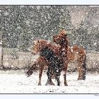 Pferde im Schneetreiben