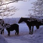 Pferde im Schnei