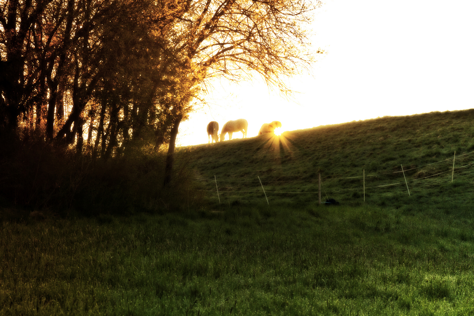 Pferde im Sonnenaufgang