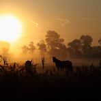 Pferde im Sonnenaufgang bei Gifhorn IV