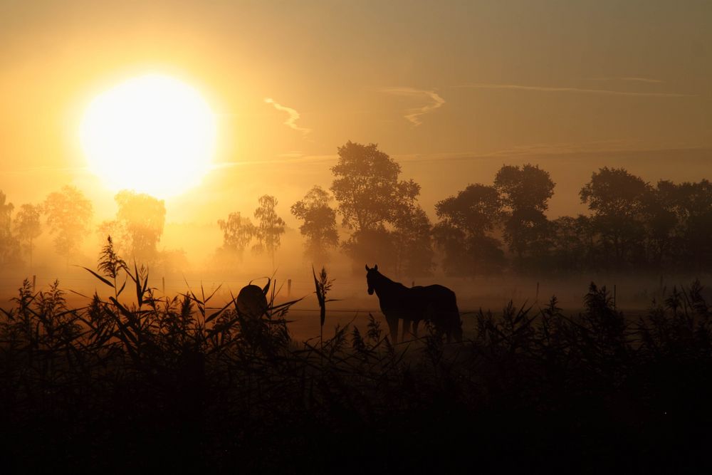 Pferde im Sonnenaufgang bei Gifhorn IV