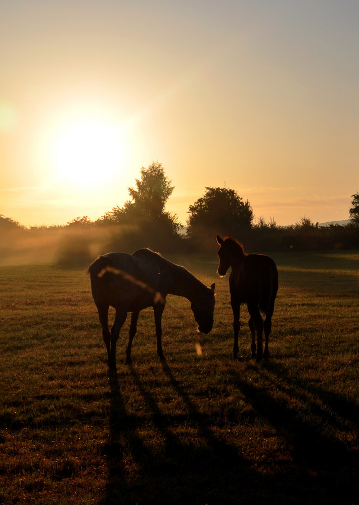 Pferde im Sonnenaufgang