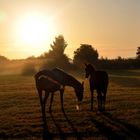 Pferde im Sonnenaufgang