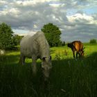 Pferde im Sonnenlicht