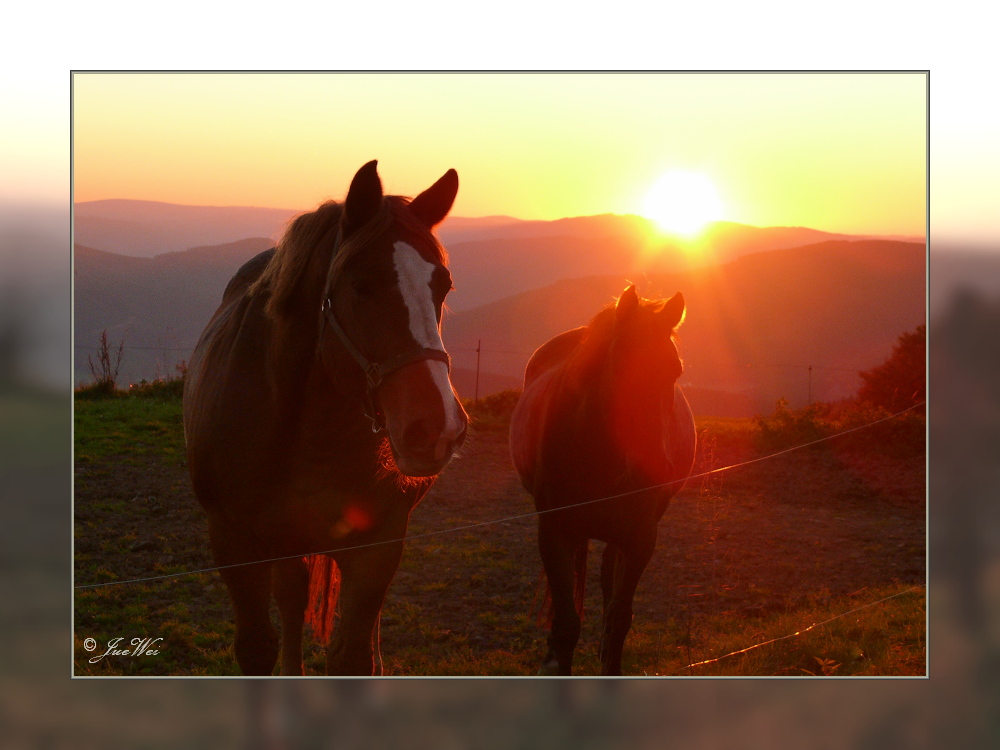 Pferde im Sonnenuntergang