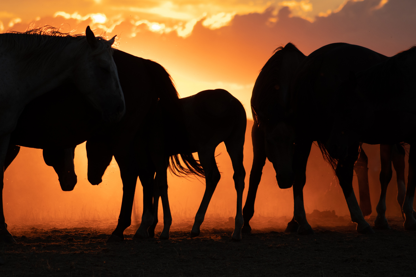 Pferde im Sonnenuntergang