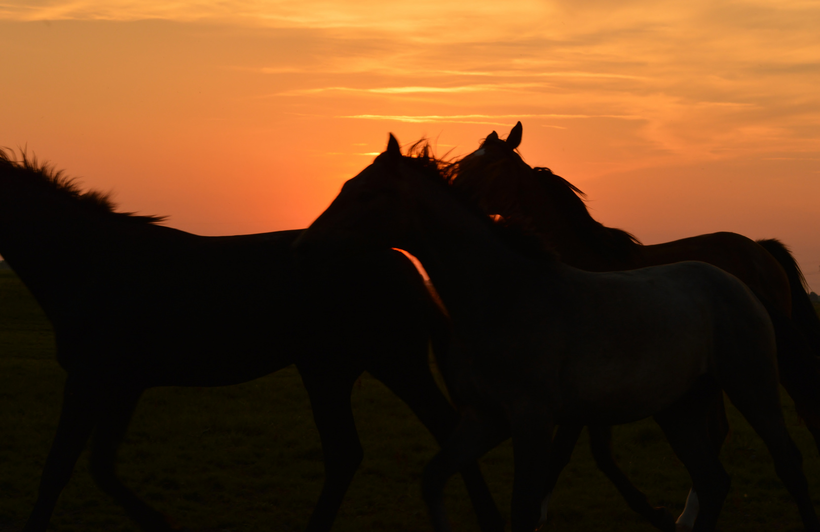 Pferde im Sonnenuntergang