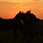 Pferde im Sonnenuntergang