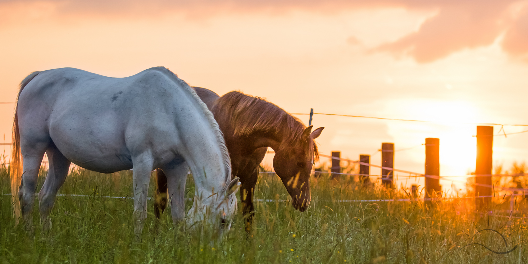 Pferde im Sonnenuntergang