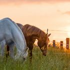 Pferde im Sonnenuntergang