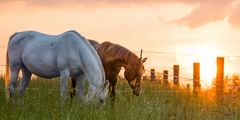 Pferde im Sonnenuntergang