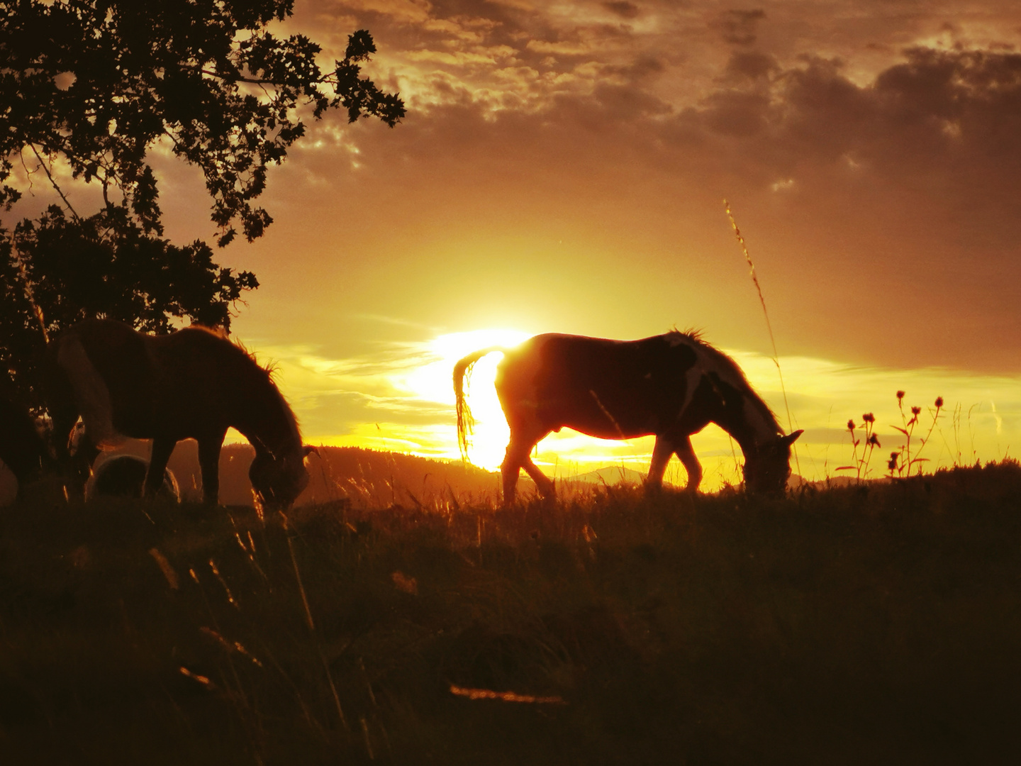 Pferde im Sonnenuntergang 