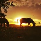 Pferde im Sonnenuntergang 