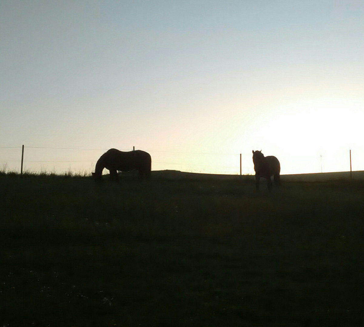 Pferde im Sonnenuntergang