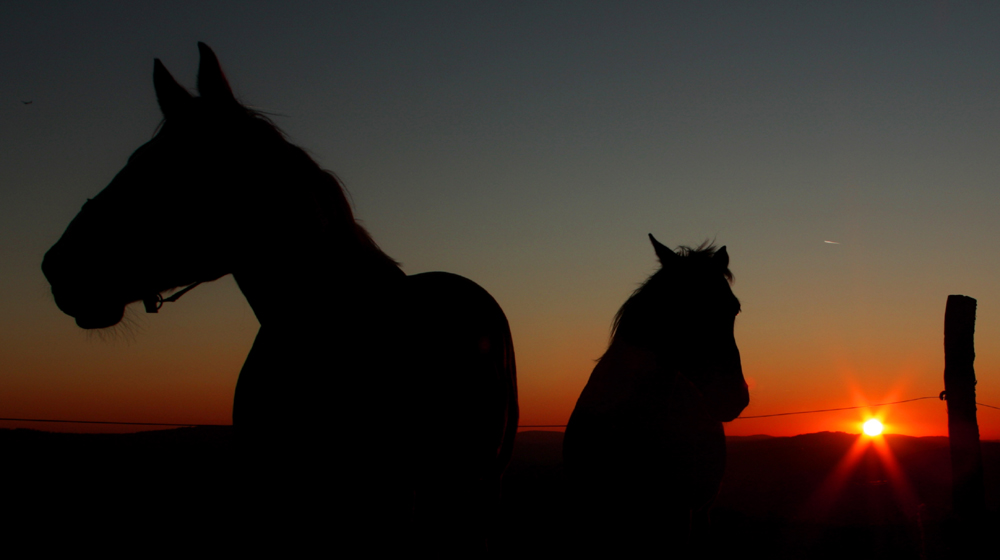 Pferde im Sonnenuntergang