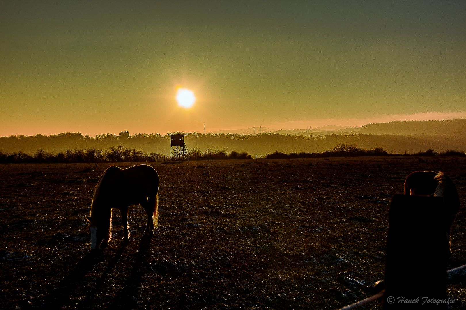 Pferde im Sonnenuntergang