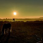 Pferde im Sonnenuntergang