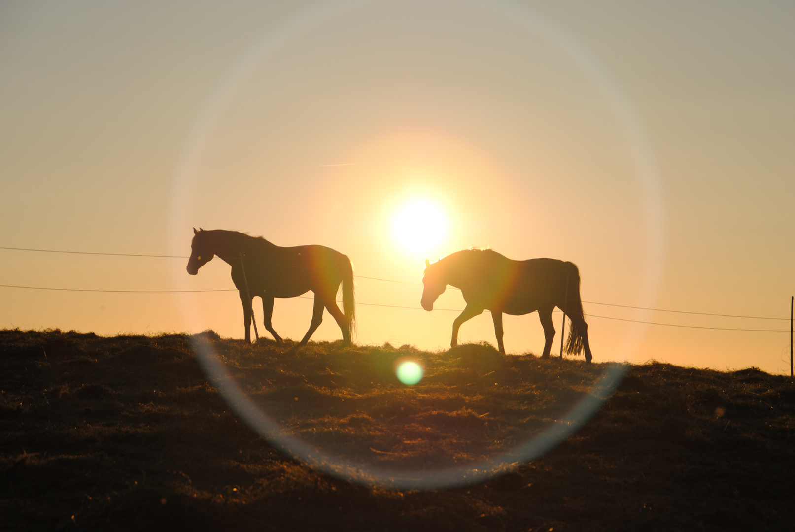 Pferde im Sonnenuntergang Foto & Bild | tiere, haustiere ...