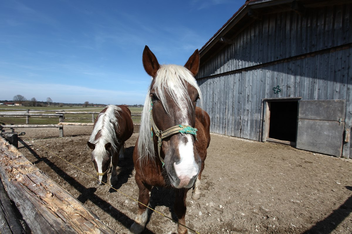 Pferde im Stall Gehege