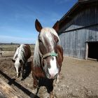 Pferde im Stall Gehege