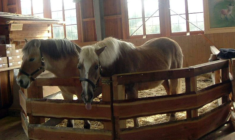 Pferde im Stall im Aiderbichlerhof Salzburg