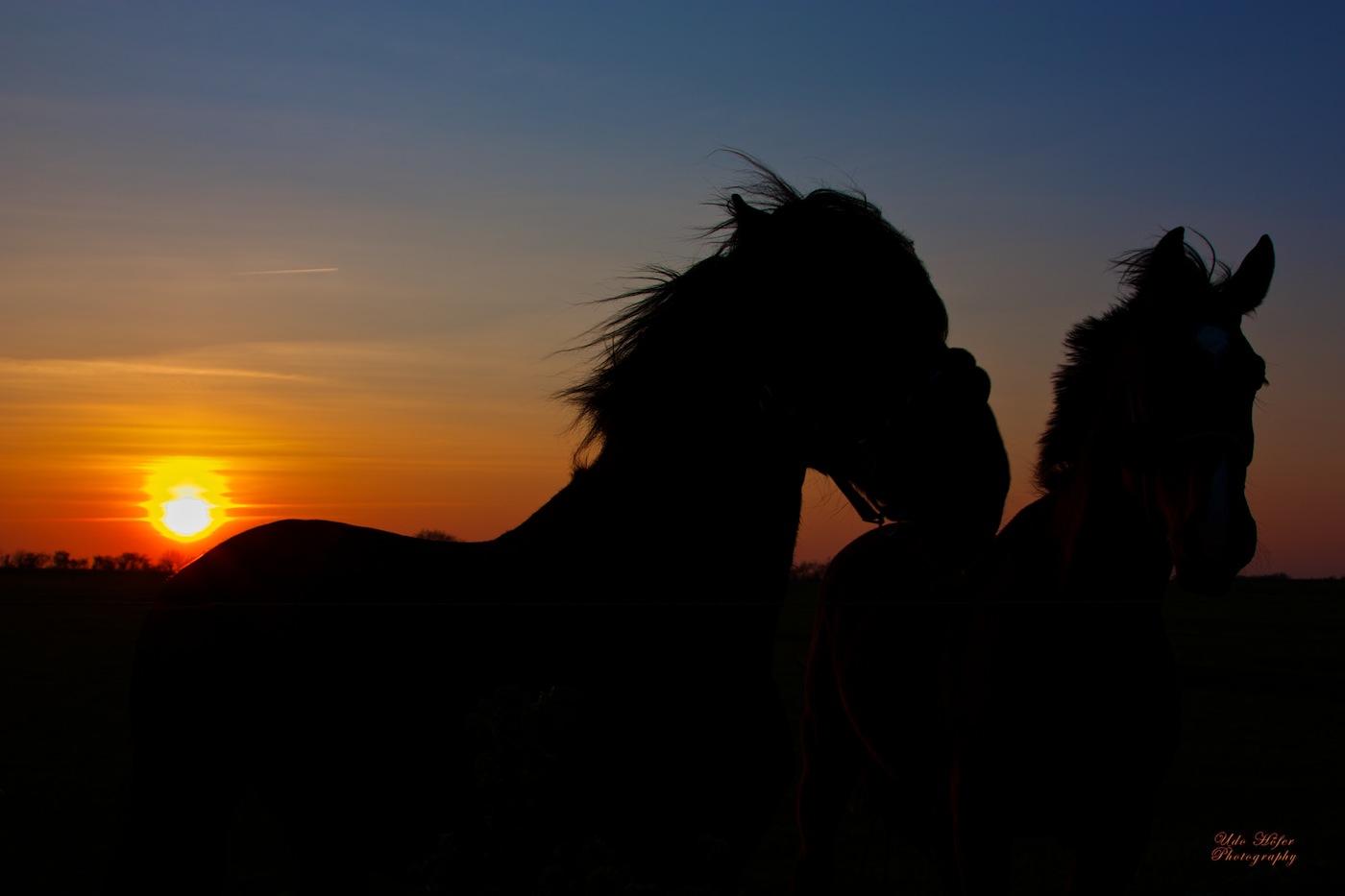 "Pferde im Sunset"