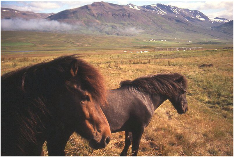 Pferde im Svarfaðardal