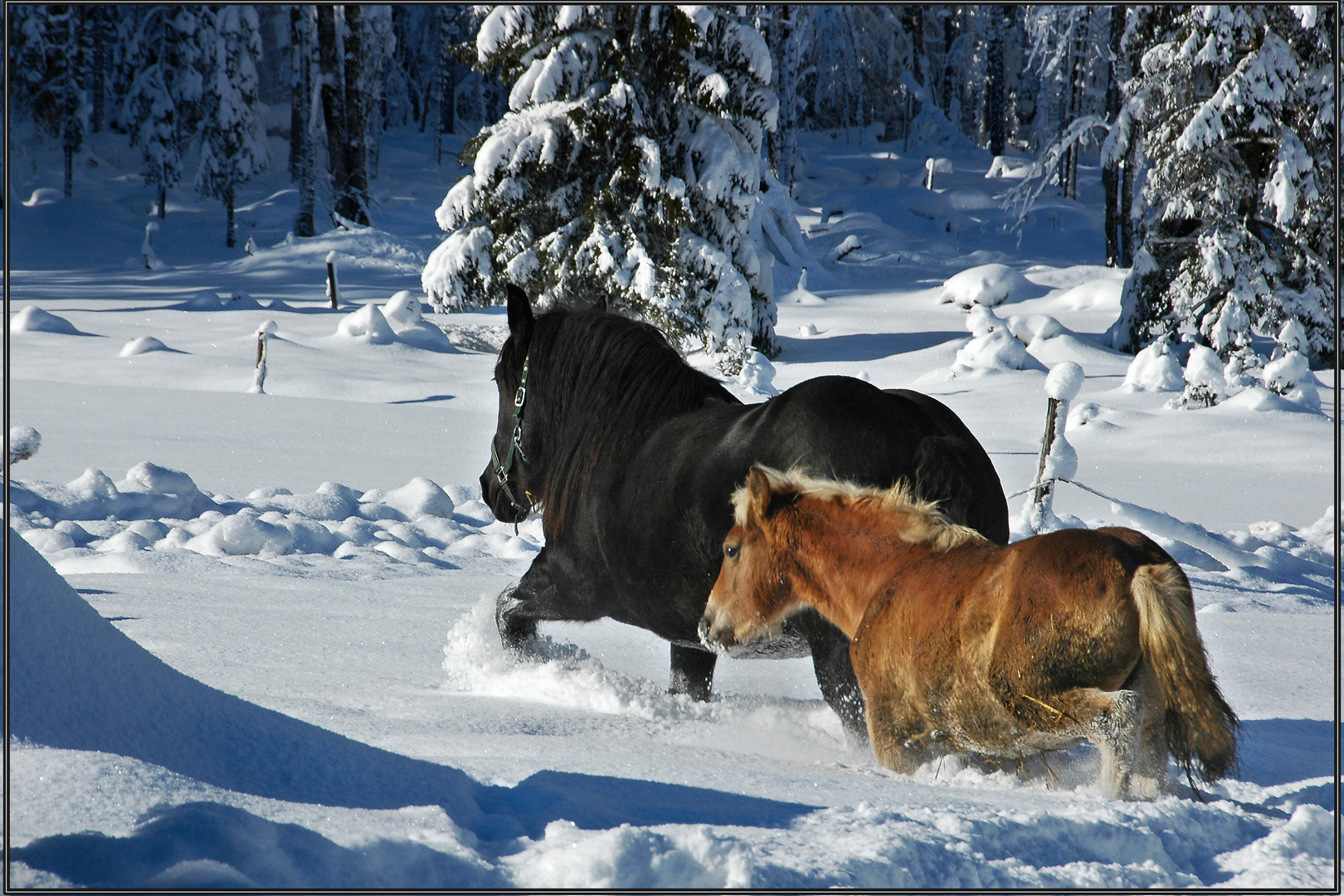 Pferde im Tiefschnee