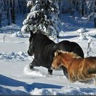 Pferde im Tiefschnee