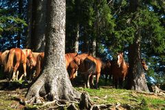 Pferde im Wald