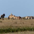 Pferde im Wind