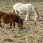 Pferde im Wind